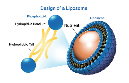 liposome