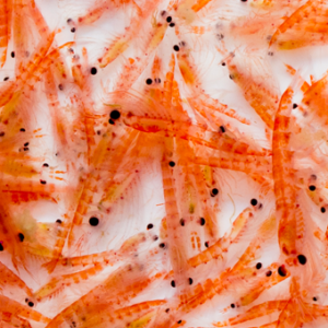 Depression drugs that don’t work? krill