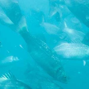 Marine collagen can double your benefits Marine collagen can double your benefits