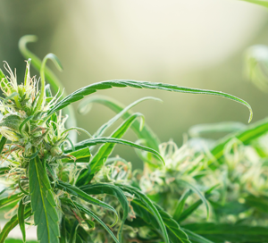 Try This CBD Alternative CBD oil