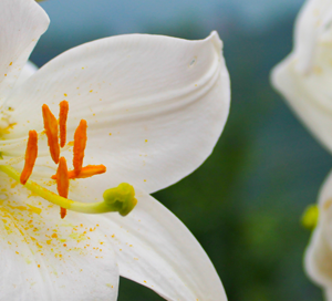 Can a Flower Eliminate Age Spots? lily
