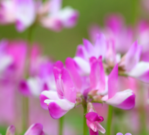Help Your Body Create Younger Cells astragalus-768x272